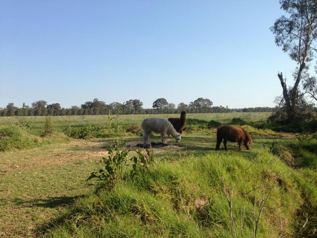 Wangaratta North Family Motel Luaran gambar